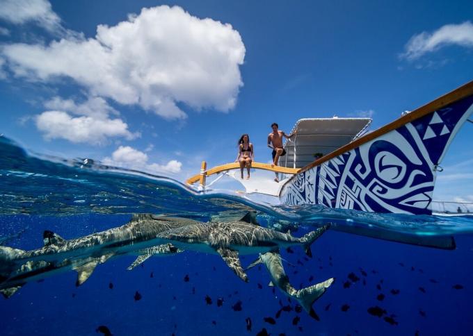 Pływanie z płaszczkami i rekinami na Moorea i Bora Bora